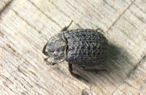 Réf. 187 162 : Trox perlatus